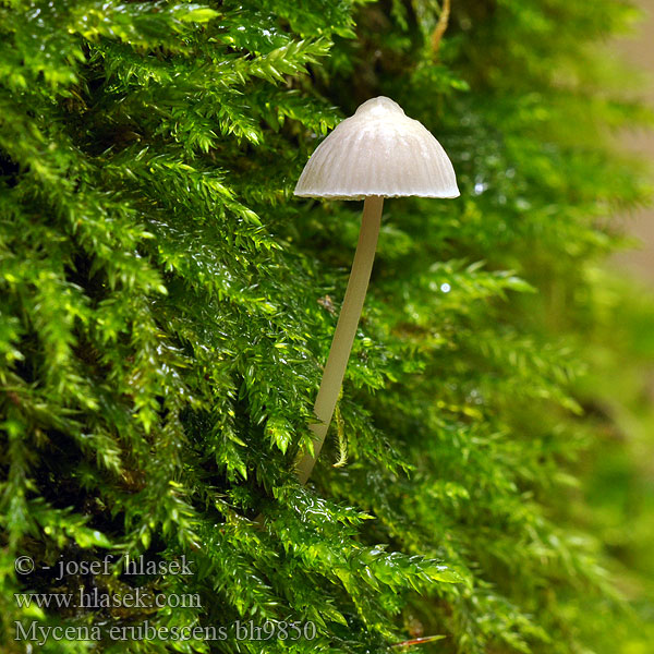 Grzybówka gorzka Prilbička ružovejúca Vodenasta čeladica Gallhätta Mycena erubescens fellea Helmovka hořkomléčná Gallenhelmling Galde-Huesvamp Karvashiippo Bittere mycena Gallehette