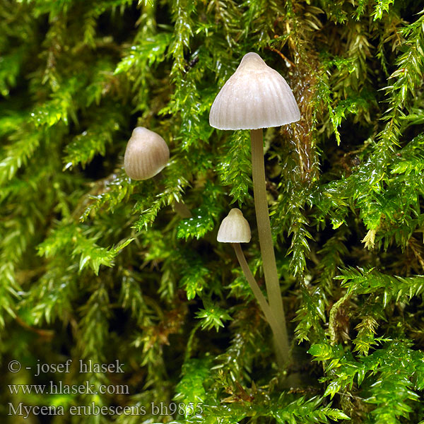 Gallhätta Mycena erubescens fellea Helmovka hořkomléčná Gallenhelmling Galde-Huesvamp Karvashiippo Bittere mycena Gallehette Grzybówka gorzka Prilbička ružovejúca Vodenasta čeladica