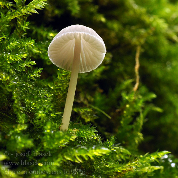 Helmovka hořkomléčná Gallenhelmling Galde-Huesvamp Karvashiippo Bittere mycena Gallehette Grzybówka gorzka Prilbička ružovejúca Vodenasta čeladica Gallhätta Mycena erubescens fellea