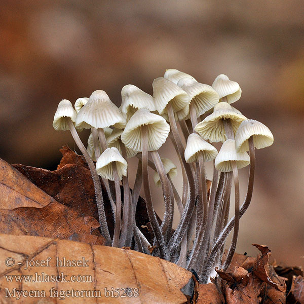 Mycena fagetorum Helmovka buková Buchen-Helmling Beukebladmycena