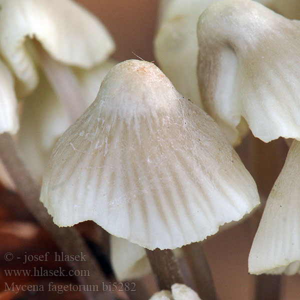 Mycena fagetorum bi5282