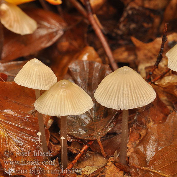 Mycena fagetorum bi6598