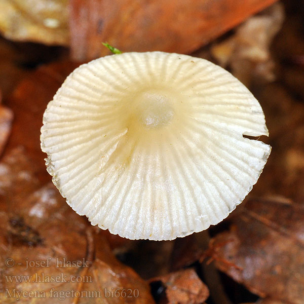 Helmovka buková Buchen-Helmling Beukebladmycena