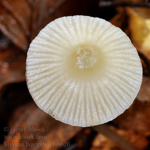 Buchen-Helmling Beukebladmycena Mycène hêtraies