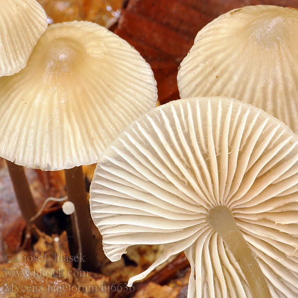 Mycena fagetorum bi6636