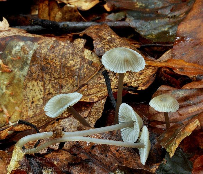 Buchen-Helmling Mycena fagetorum