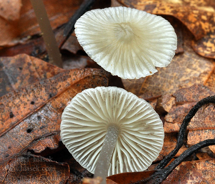 Mycena fagetorum