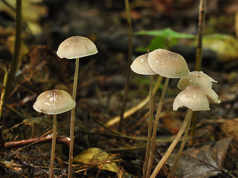 Mycena filopes Helmovka nitonohá Zäher Fadenhelmling Draadsteelmycena