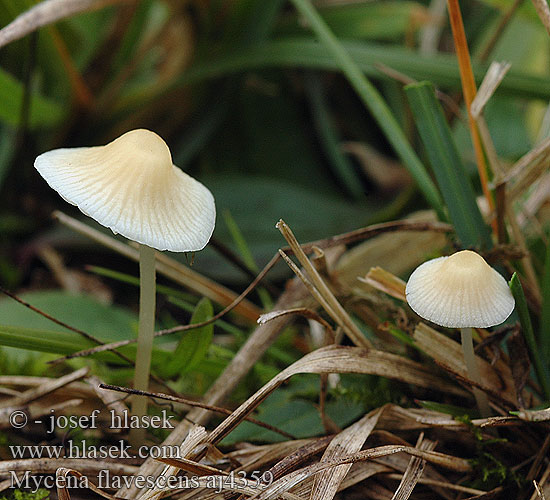 Mycena flavescens Helmovka nažloutlá Grågul huesvamp Olivgelber Helmling Gilbender Gelbschneidiger Geelsnedemycena Mycène jaunâtre Grzybówka żółtawa