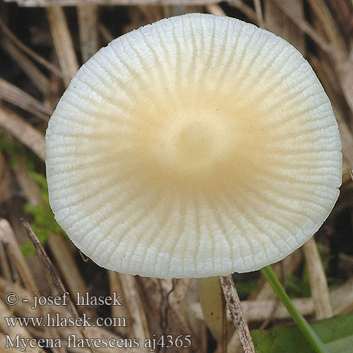 Mycena flavescens Olivgelber Helmling Gilbender Gelbschneidiger Geelsnedemycena Mycène jaunâtre Grzybówka żółtawa Helmovka nažloutlá Grågul huesvamp