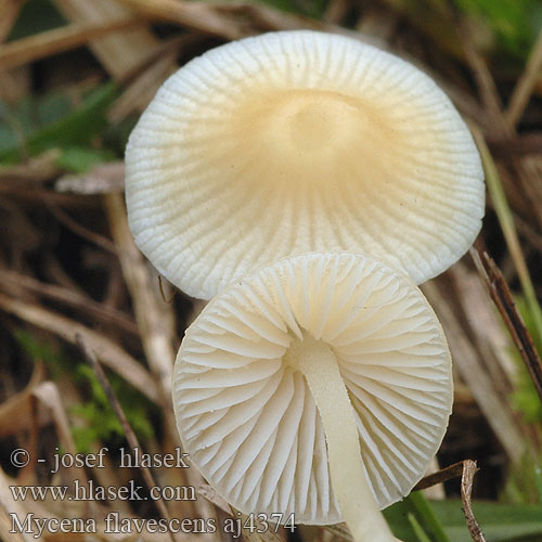 Mycena flavescens aj4374