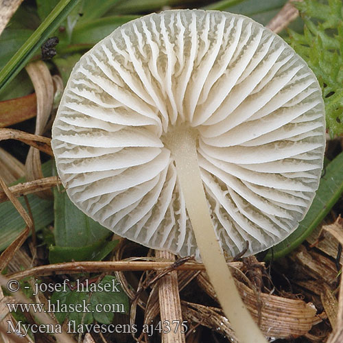 Mycena flavescens Grzybówka żółtawa Helmovka nažloutlá Grågul huesvamp Olivgelber Helmling Gilbender Gelbschneidiger Geelsnedemycena Mycène jaunâtre