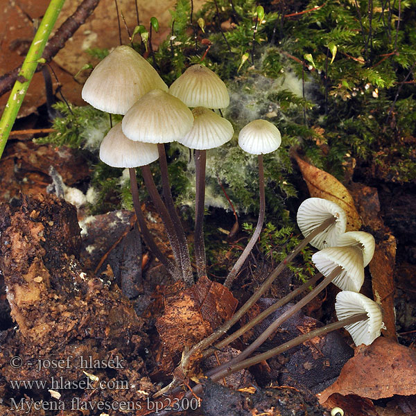 Мицена желтеющая Mycena flavescens Helmovka nažloutlá Grågul huesvamp Olivgelber Helmling Gilbender Gelbschneidiger Geelsnedemycena Mycène jaunâtre Grzybówka żółtawa