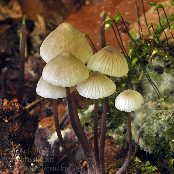 Helmovka nažloutlá Grågul huesvamp Olivgelber Helmling Мицена желтеющая Mycena flavescens Gilbender Gelbschneidiger Geelsnedemycena Mycène jaunâtre Grzybówka żółtawa