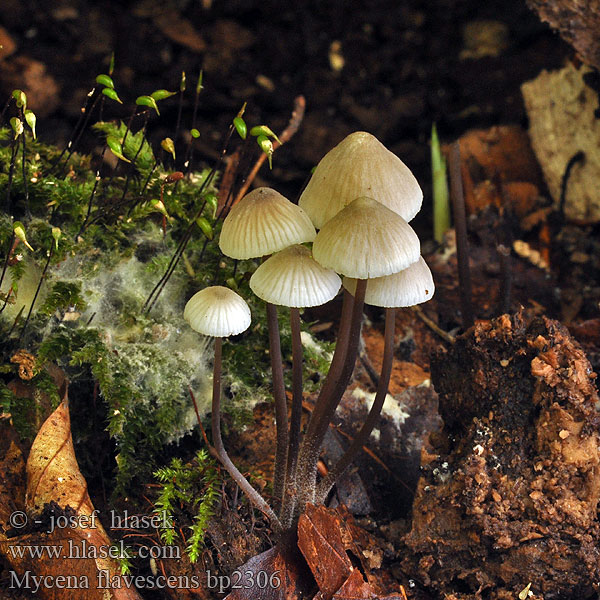 Olivgelber Helmling Gilbender Gelbschneidiger Helmovka nažloutlá Grågul huesvamp Мицена желтеющая Mycena flavescens Geelsnedemycena Mycène jaunâtre Grzybówka żółtawa