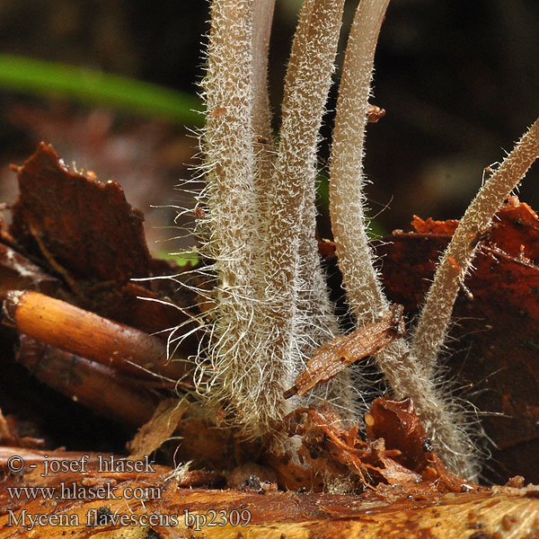 Helmovka nažloutlá Grågul huesvamp Мицена желтеющая Mycena flavescens Geelsnedemycena Mycène jaunâtre Grzybówka żółtawa Olivgelber Helmling Gilbender Gelbschneidiger