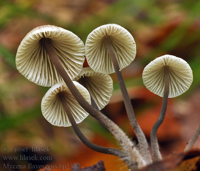 Mycena flavescens Geelsnedemycena Mycène jaunâtre Grzybówka żółtawa Helmovka nažloutlá Grågul huesvamp Мицена желтеющая Olivgelber Helmling Gilbender Gelbschneidiger