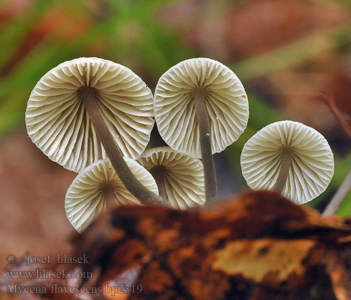 Grzybówka żółtawa Mycena flavescens Geelsnedemycena Mycène jaunâtre Helmovka nažloutlá Grågul huesvamp Мицена желтеющая Olivgelber Helmling Gilbender Gelbschneidiger