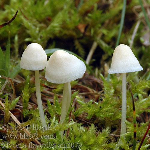 Mycena flavoalba Helmovka žlutobílá Grzybówka żółtobiała