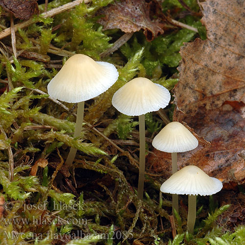 Prilbička žltobiela Yellow-White Bonnet Ivory Bleekgele Mycena