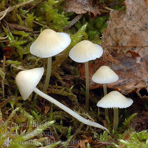 Gulhvid Huesvamp Gulvit hätta Kermahiippo Mycène jaune pâle