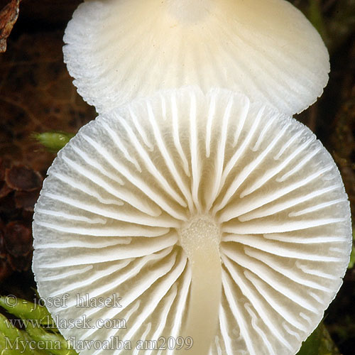 Mycena flavoalba am2099