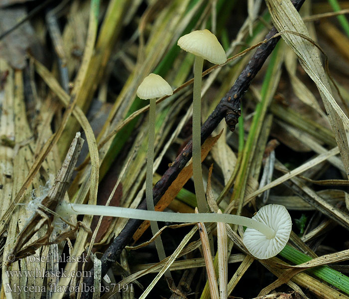 Mycena flavoalba Helmovka žlutobílá