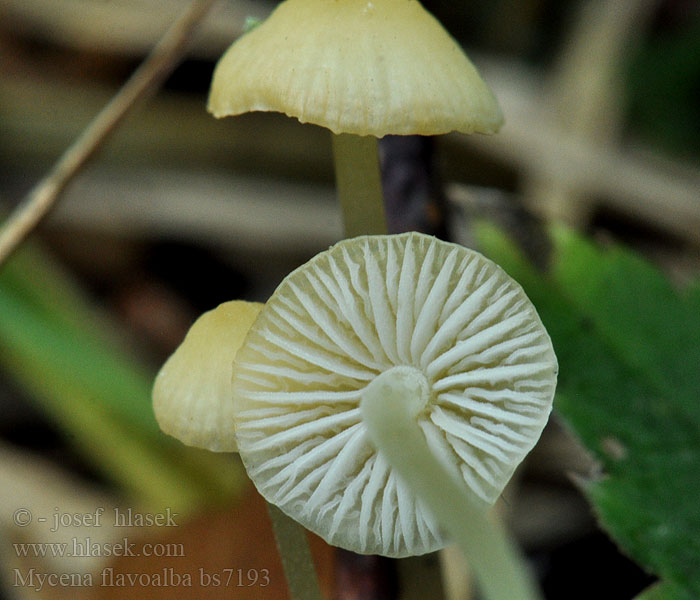 Mycena flavoalba Grzybówka żółtobiała