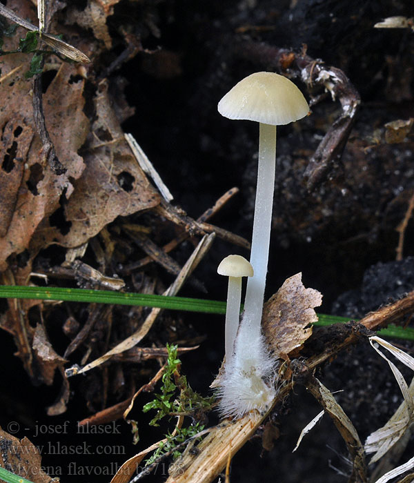 Mycena flavoalba Yellow-White Bonnet Ivory