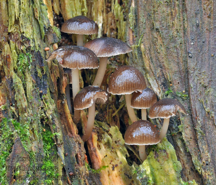 Mycena flos-nivium Helmovka sněžná