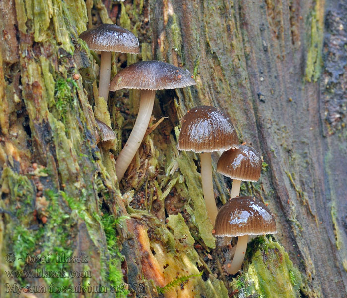 Helmovka sněžná Mycena flos-nivium