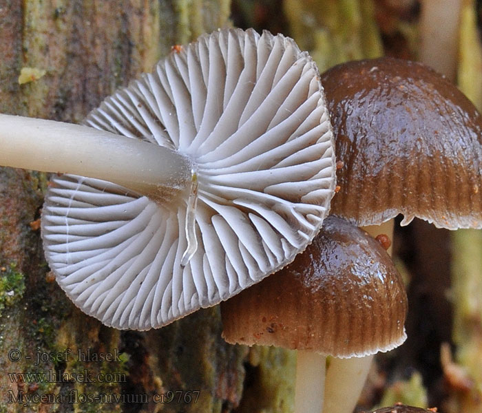 Helmovka sněžná Mycena flos-nivium