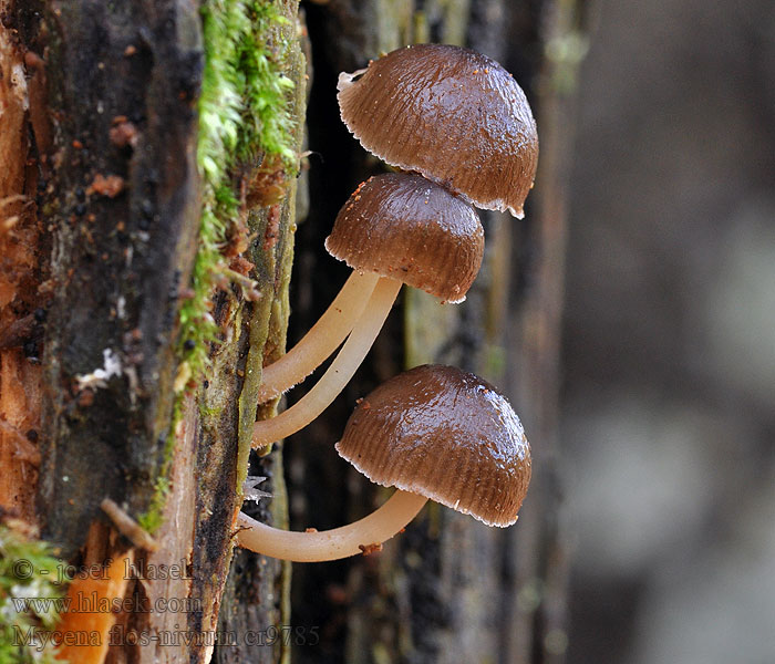 Mycena flos-nivium Helmovka sněžná