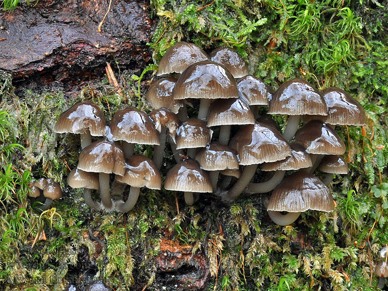 Mycena flos-nivium Helmovka sněžná