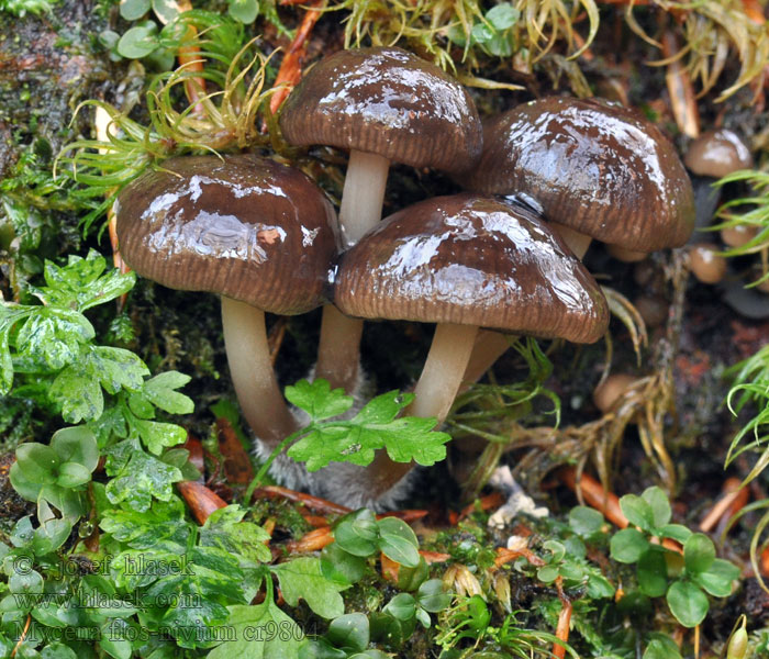 Helmovka sněžná Mycena flos-nivium