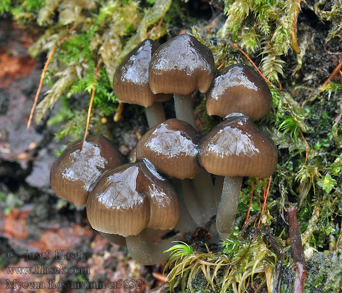 Mycena flos-nivium