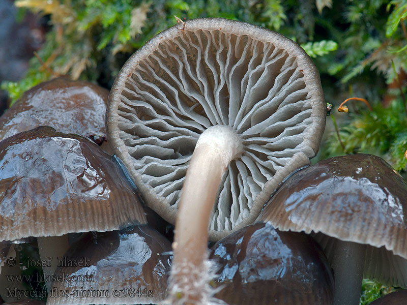 Mycena flos-nivium