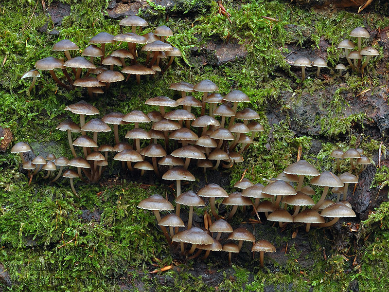 Mycena flos-nivium