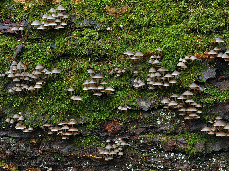 Mycena flos-nivium