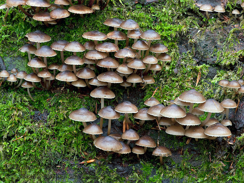 Mycena flos-nivium