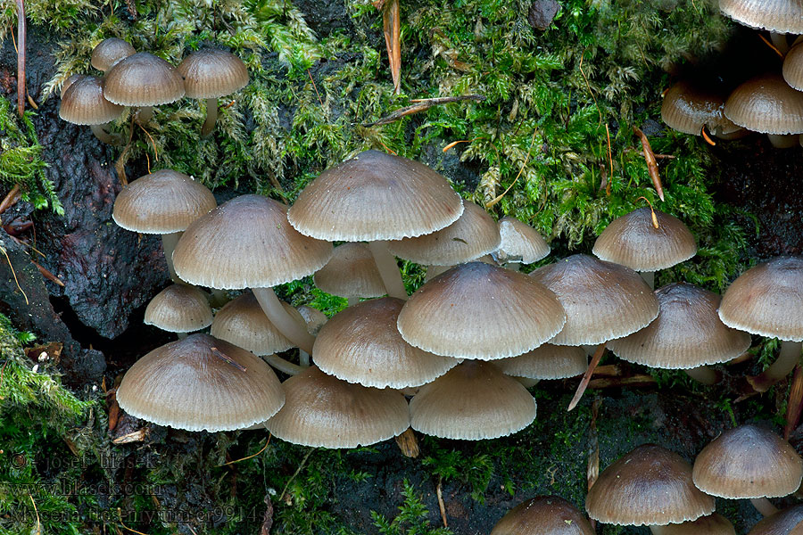 Mycena flos-nivium