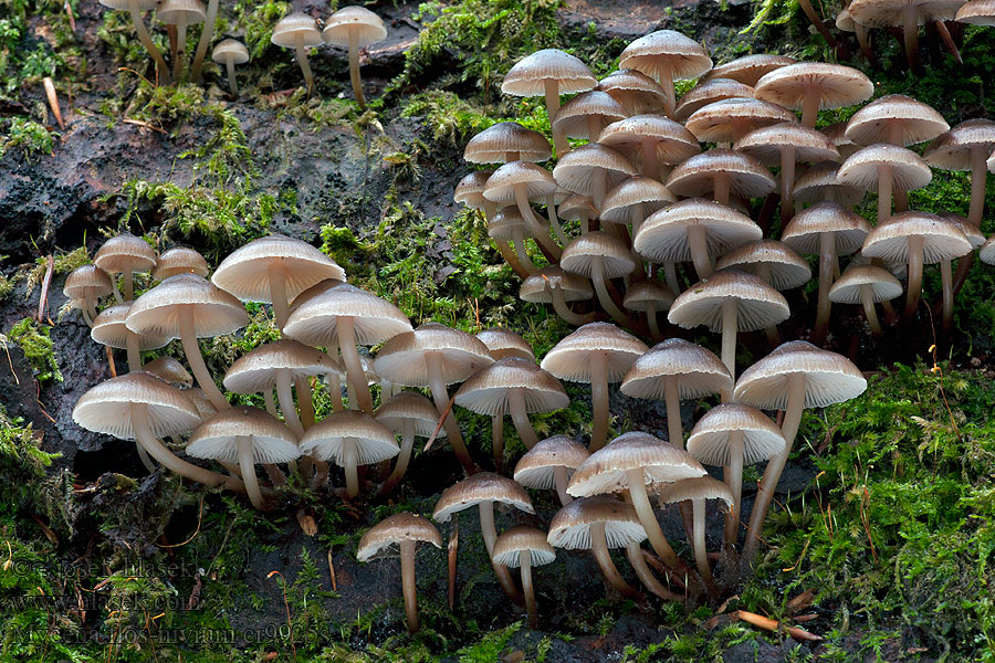 Mycena flos-nivium