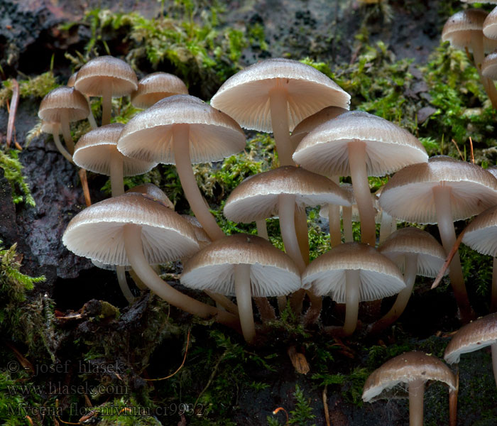 Mycena flos-nivium