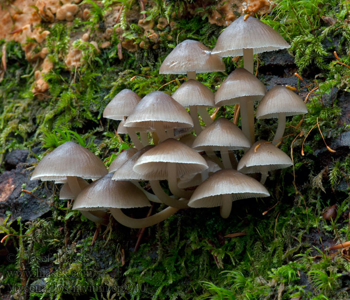 Mycena flos-nivium