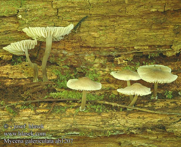 Mycena galericulata ab1207