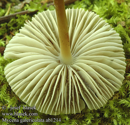 Mycena galericulata ab1214