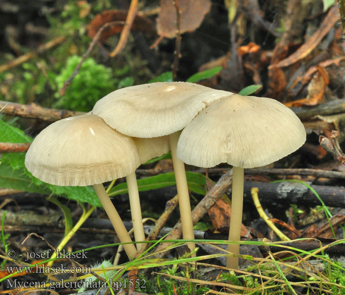 Mycena_galericulata_bp1552