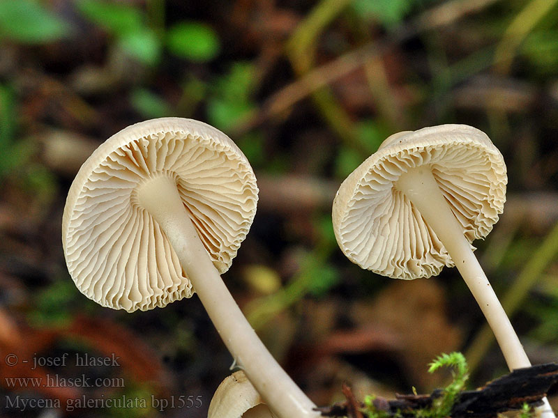 Mycena_galericulata_bp1555