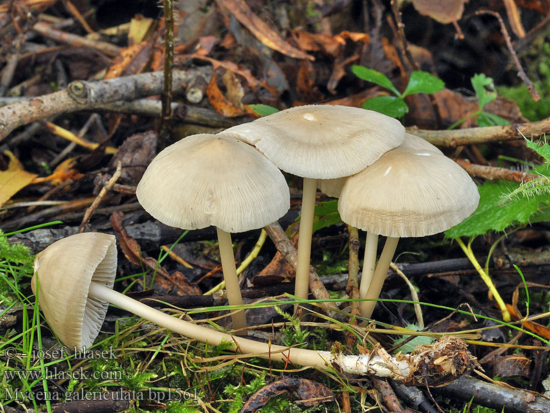 Mycena_galericulata_bp1561