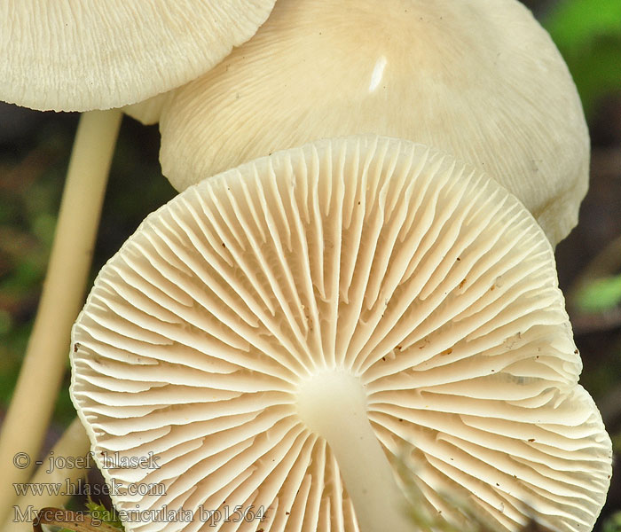 Grzybówka hełmiasta Helmovka tuhonohá tuhá Common Bonnet